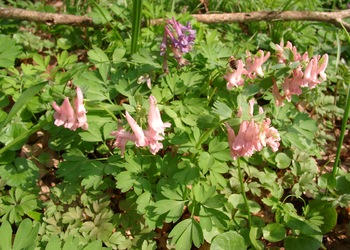 Finger-Lerchensporn (Corydalis solida) - © Emanuel Trummer